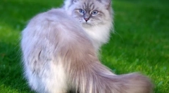 Nevskaya маскарада мачка (слика): оригинална долга коса убавина